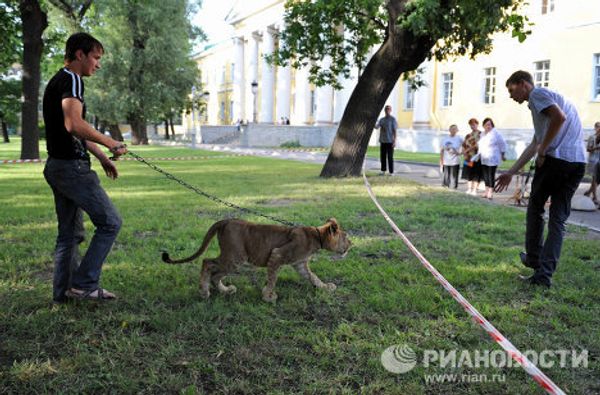 Saving Tonna the lioness in St. Petersburg Saving Tonna the lioness in St. Petersburg - Sputnik International
