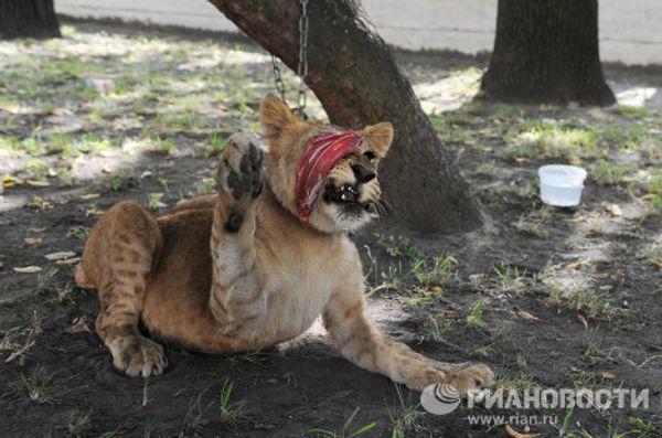 Saving Tonna the lioness in St. Petersburg Saving Tonna the lioness in St. Petersburg - Sputnik International