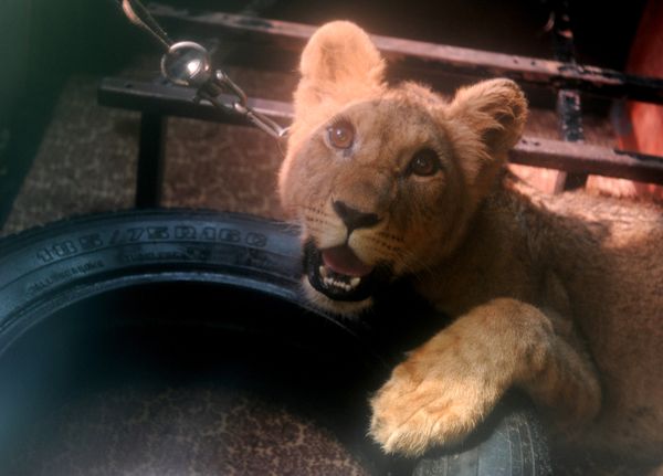 Saving Tonna the lioness in St. Petersburg   - Sputnik International