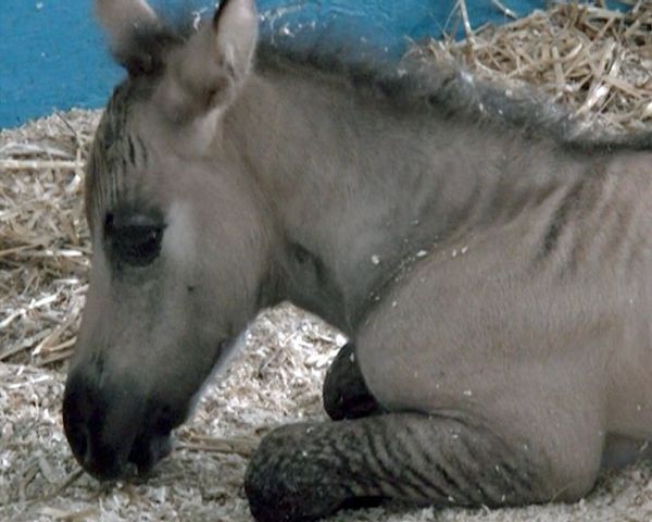 Newborn zebroid standing tall  - Sputnik International