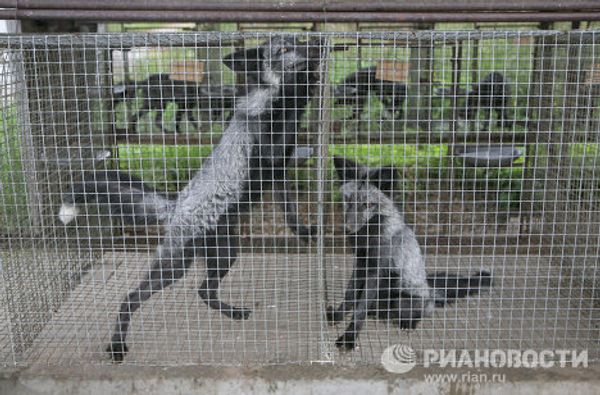 New pets may replace cats and dogs  - Sputnik International