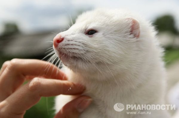 New pets may replace cats and dogs  - Sputnik International