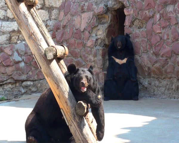Battling the heat wave in the Moscow Zoo - Sputnik International