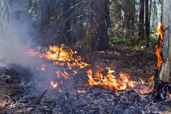Forest fire - Sputnik International