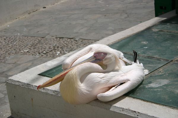 Pelican - Sputnik International