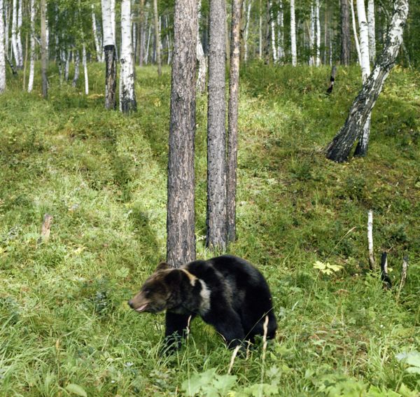 Ukraine to build rehab for alcoholic bears from roadhouses - Sputnik International