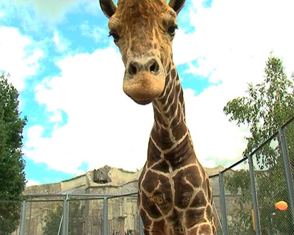 Samson the giraffe has a morose birthday - Sputnik International