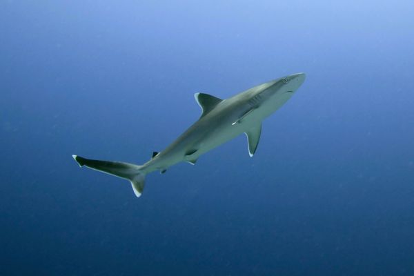 Shark - Sputnik International