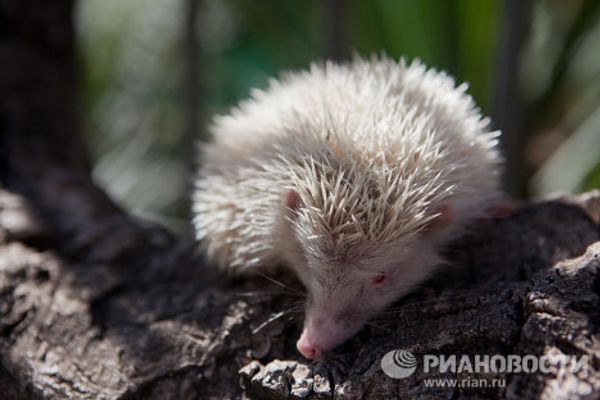 Albino hedgehog settles in Sochi park - Sputnik International