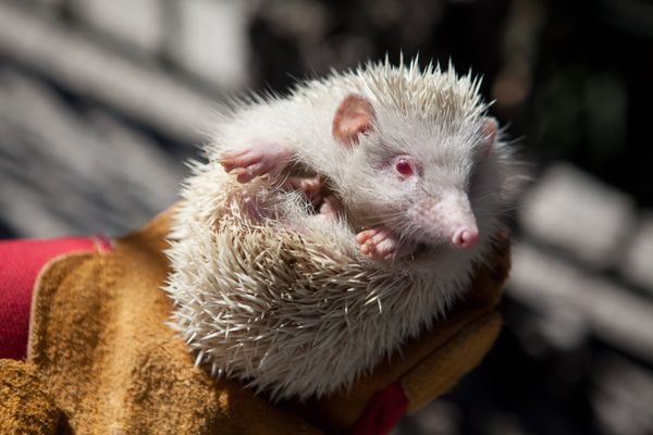 Albino hedgehog in Dendrarium botanical garden in Sochi - Sputnik International