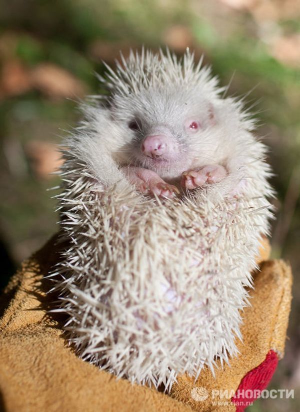 Albino hedgehog settles in Sochi park - Sputnik International