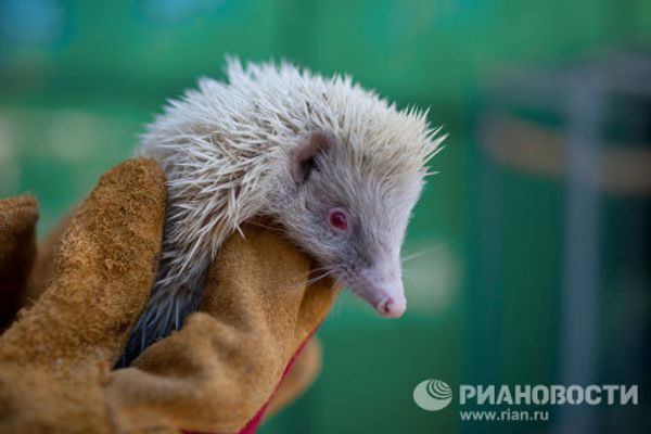 Albino hedgehog settles in Sochi park - Sputnik International