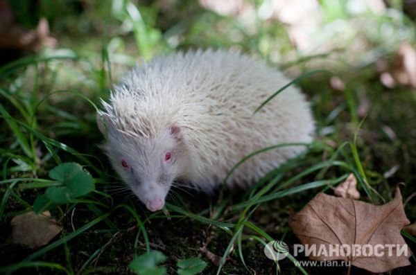 Albino hedgehog settles in Sochi park - Sputnik International