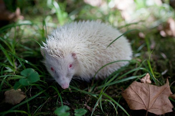 Albino hedgehog settles in Sochi park - Sputnik International