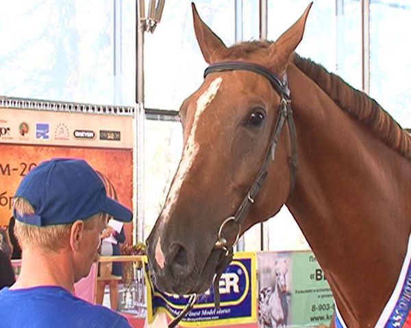 Legs, haircuts and trotting won the day at horse beauty contest  - Sputnik International