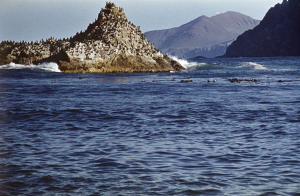 Commander Islands, the land of wind and fog - Sputnik International