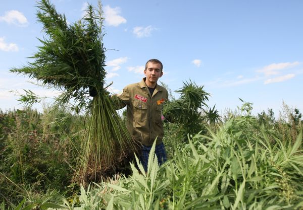 Russia may legalize cannabis for agriculture, industrial use Russia may legalize cannabis for agriculture, industrial use - Sputnik International