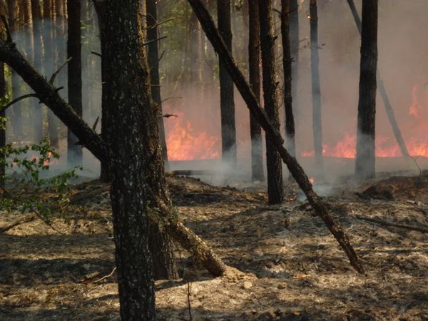 Firefighters put out 8 forest fires in Russia's Far East over past 24 hours Firefighters put out 8 forest fires in Russia's Far East over past 24 hours - Sputnik International
