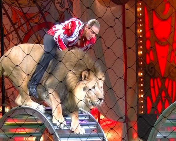 The unique circus tricks performed by the animals and artists amazed the Moscow public - Sputnik International