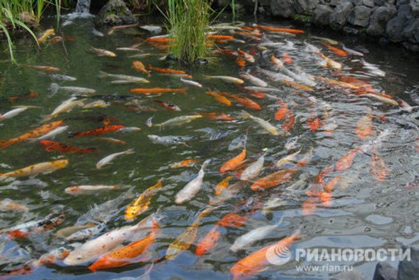 Photo trip with RIA Novosti: Batumi  - Sputnik International