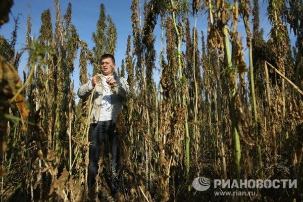 Non-narcotic hemp crop harvested in Siberia - Sputnik International
