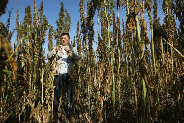 Non-narcotic hemp crop harvested in Siberia - Sputnik International