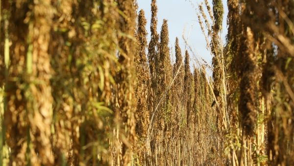 Сannabis farming - Sputnik International