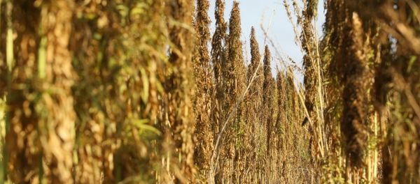 Сannabis farming - Sputnik International