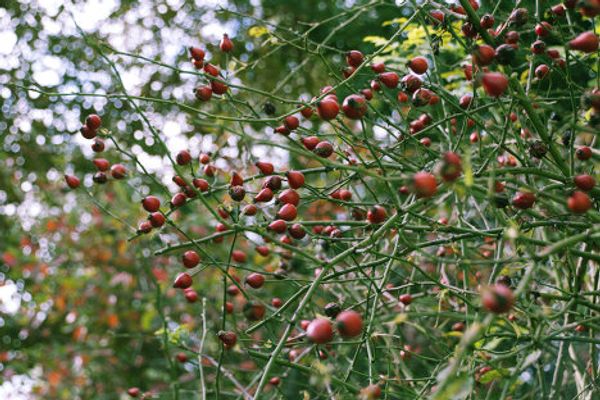 Indian summer in Russian cities - Sputnik International