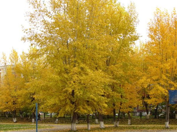 Indian summer in Russian cities - Sputnik International
