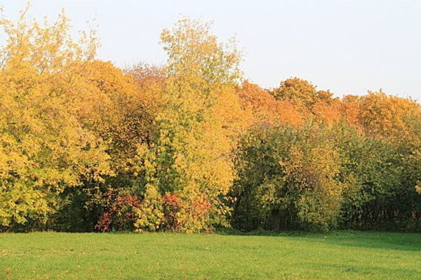 Indian summer in Russian cities - Sputnik International