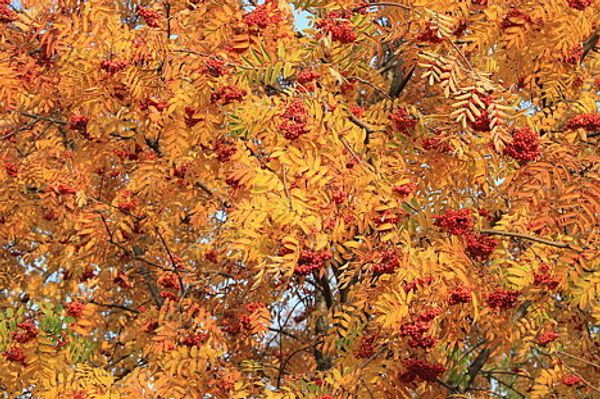 Indian summer in Russian cities - Sputnik International