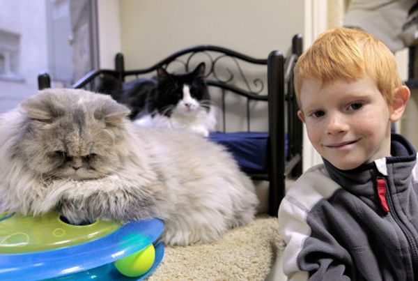 St. Petersburg Cat Republic - first cat café in Russia - Sputnik International