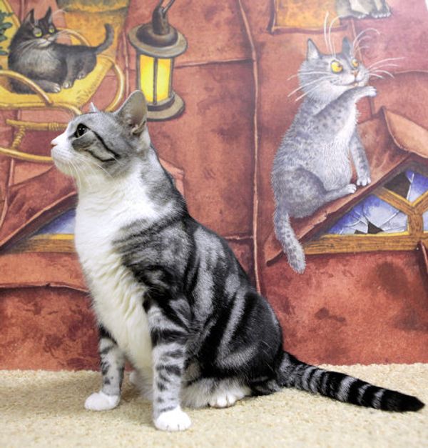 St. Petersburg Cat Republic - first cat café in Russia - Sputnik International