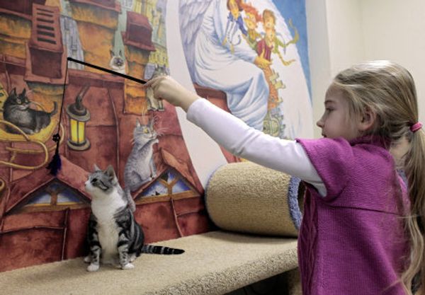 St. Petersburg Cat Republic - first cat café in Russia - Sputnik International