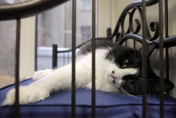 St. Petersburg Cat Republic - first cat café in Russia - Sputnik International