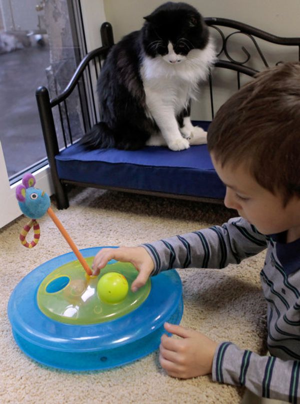 St. Petersburg Cat Republic - first cat café in Russia - Sputnik International