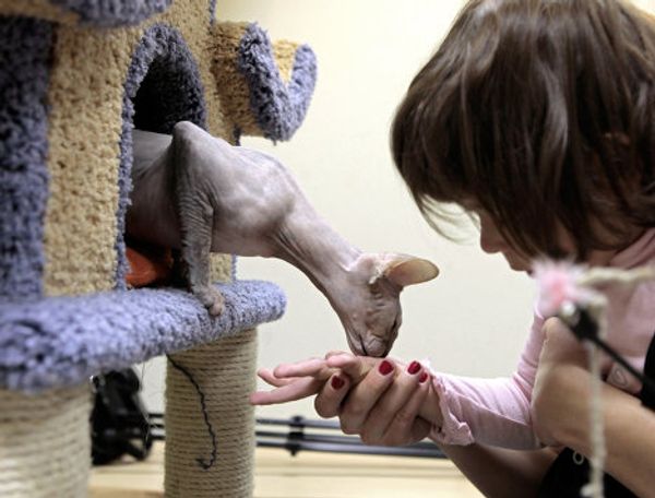 St. Petersburg Cat Republic - first cat café in Russia - Sputnik International