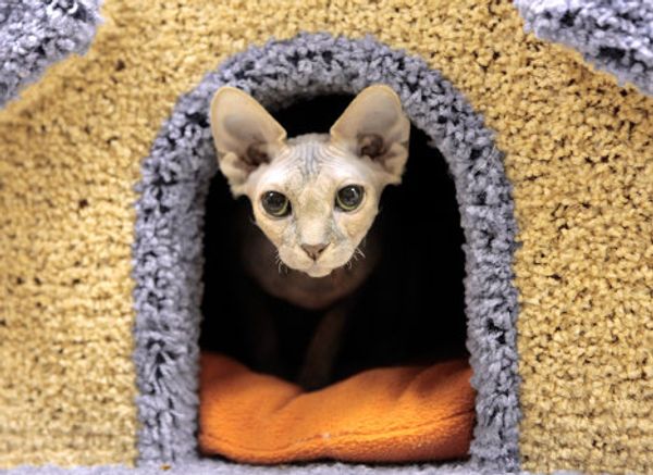 St. Petersburg Cat Republic - first cat café in Russia - Sputnik International