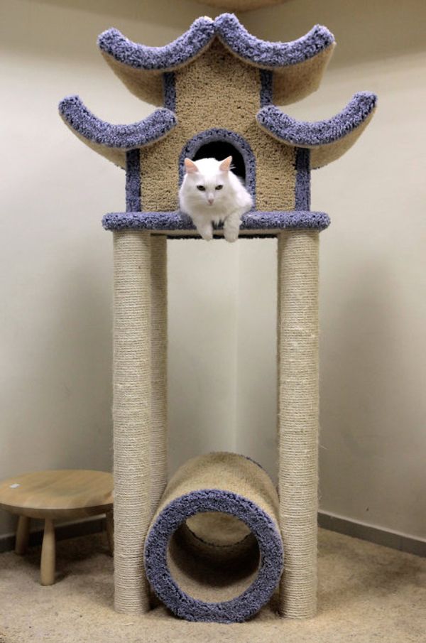 St. Petersburg Cat Republic - first cat café in Russia - Sputnik International