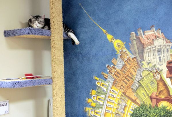 St. Petersburg Cat Republic - first cat café in Russia - Sputnik International