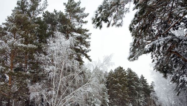 Winter forest - Sputnik International