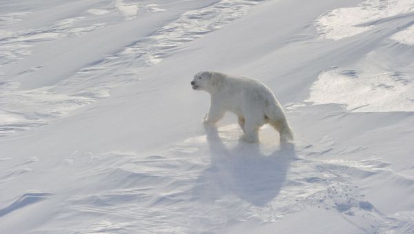 Polar Bear - Sputnik International