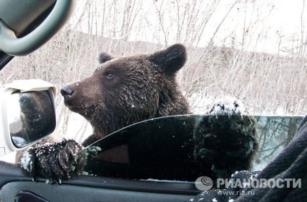 Beggar bears on Sakhalin roads - Sputnik International