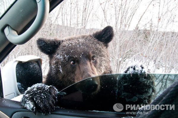 Beggar bears on Sakhalin roads - Sputnik International