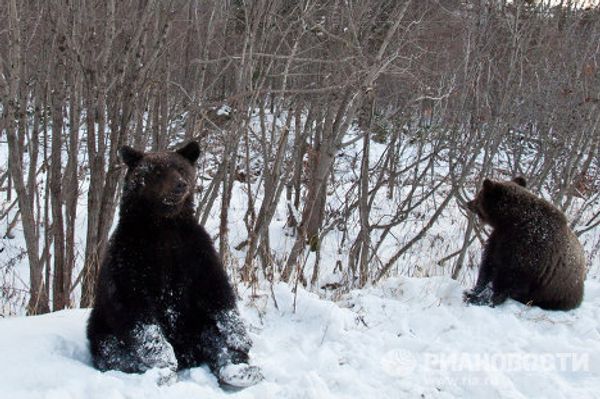 Beggar bears on Sakhalin roads - Sputnik International