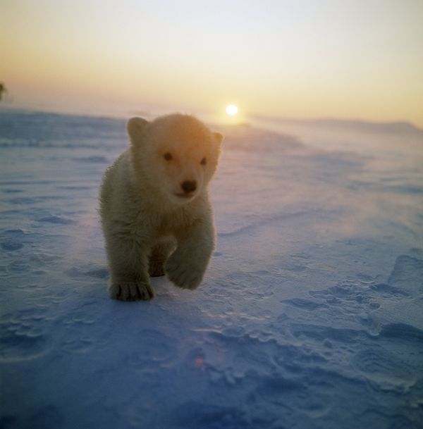 Polar bear cub on Wrangel Island - Sputnik International