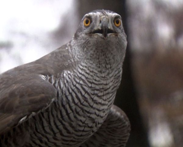 Kremlin hawks hunt crows  - Sputnik International