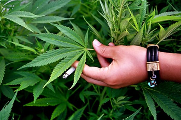 Russian Fire Engine Instructor to Be Tried for Marijuana Grow-Op - Sputnik International