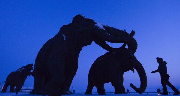 Humans Cleared in Chukotka Mammoth Extinction   - Sputnik International